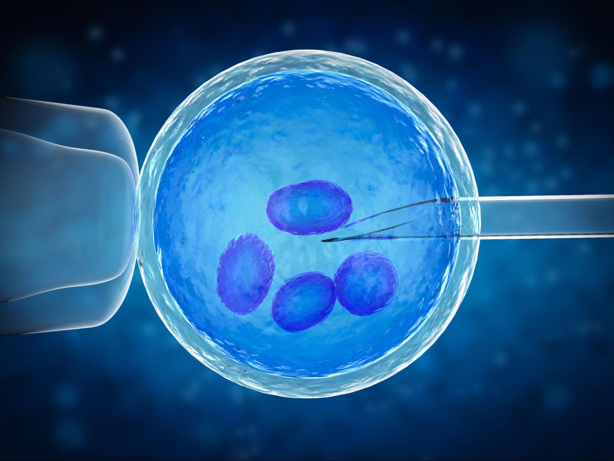 The IVF Embryo: From Fertilization to Transfer – What You Need to Know